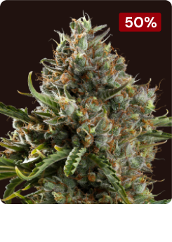 Diesel Auto